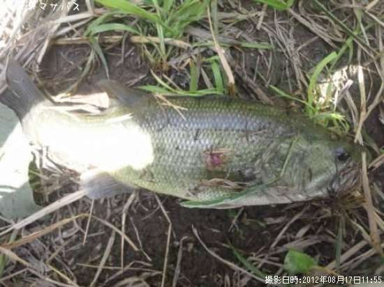 �֥�å��Х�