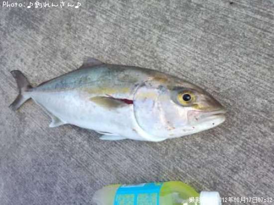 ����ѥ��λ�