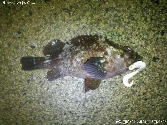 ��饽��