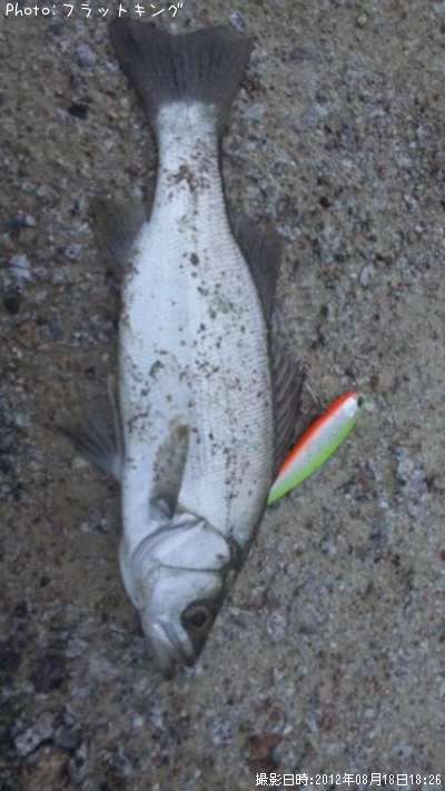 �ҥ饻����