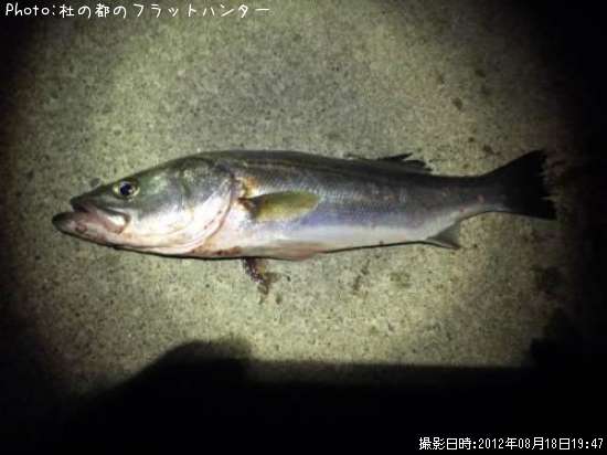 �����Х�