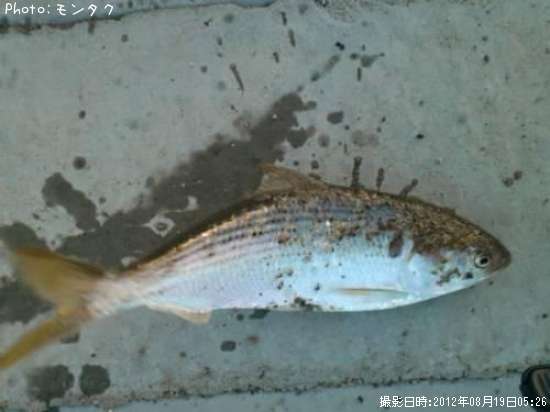 ���Υ�����