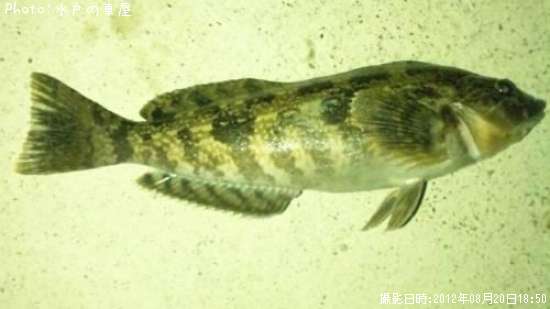 �����ʥ�