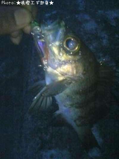 ����Х��