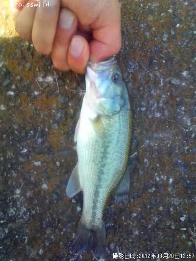 �֥�å��Х�