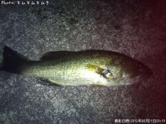 �֥�å��Х�