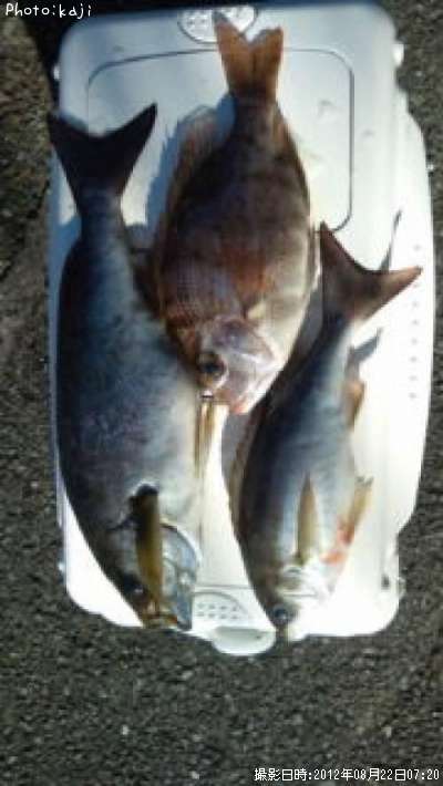 ���������ܰ�