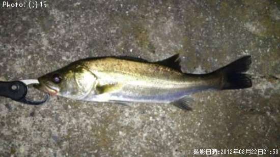 �����Х�