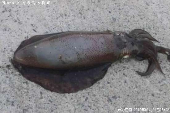 �����ꥤ��