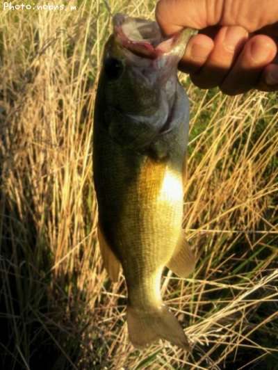 �֥�å��Х�