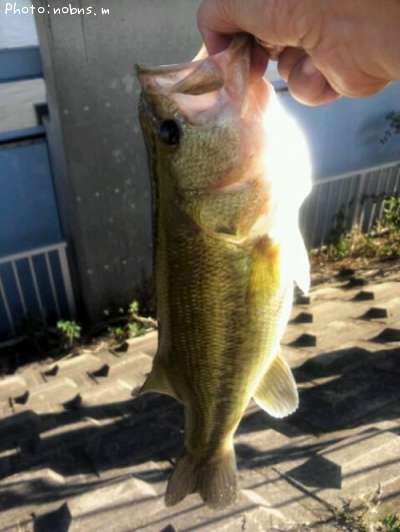 �֥�å��Х�