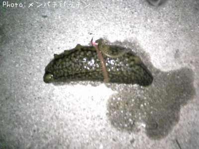 �ʥޥ�
