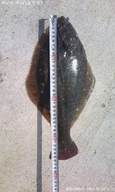 �ޥ����쥤