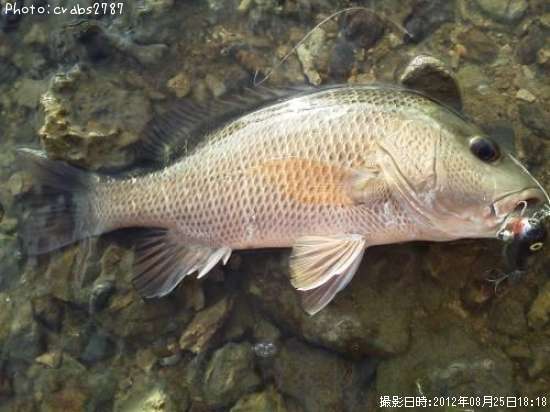 ���ޥե��ե�����