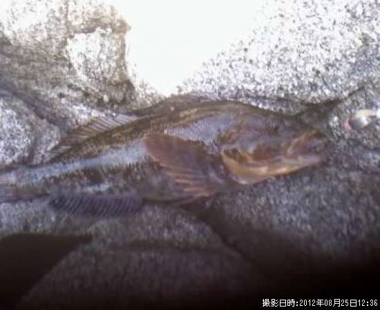 �����ʥ�