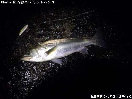 �����Х�