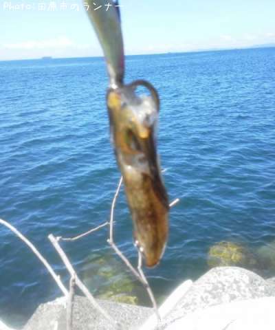 �����ꥤ���ʿ��ҡ�