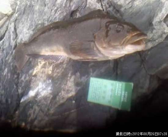 �����ʥ�