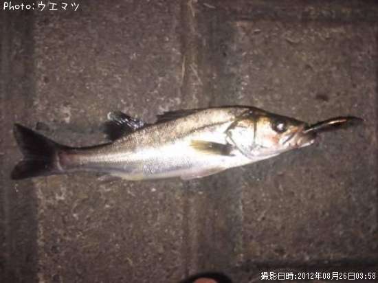 �����Х�