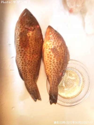 �������ϥ�