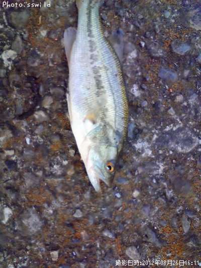 �֥�å��Х�