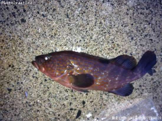 �����ϥ�