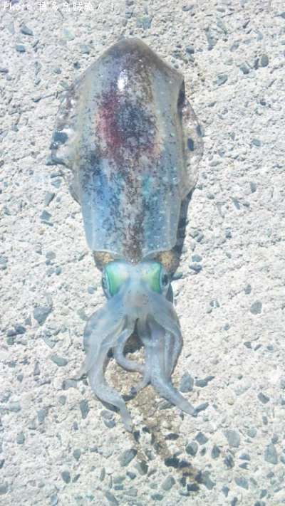 �����ꥤ��