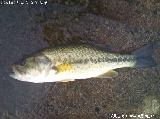 �֥�å��Х�