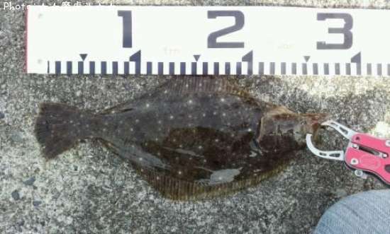 �����ʥҥ���