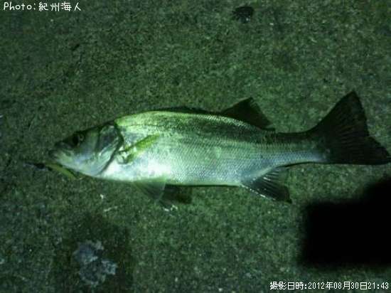 �ҥ饻����