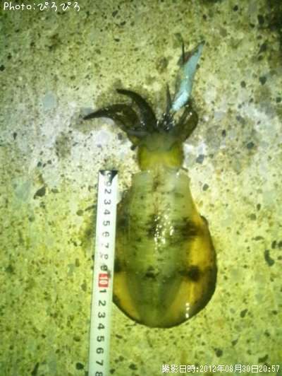 �����ꥤ��