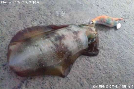 �����ꥤ��