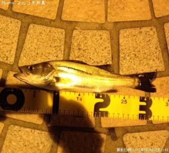 �����Х�