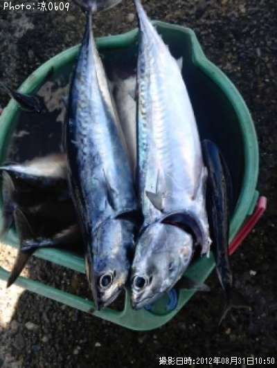 ���������ĥ�