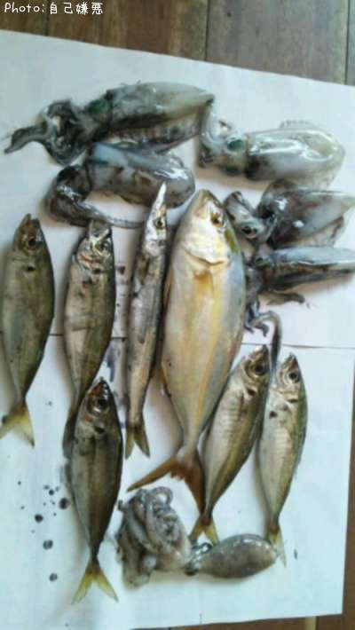 ���祴�����ޥ��������������ꥤ��������