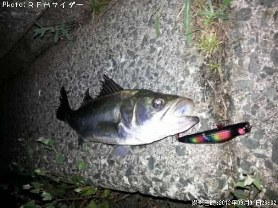 �����Х�