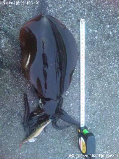 �����ꥤ��