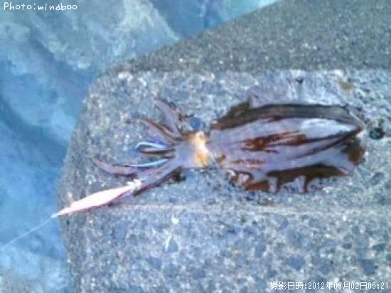 �����ꥤ��