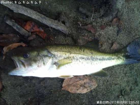 �֥�å��Х�