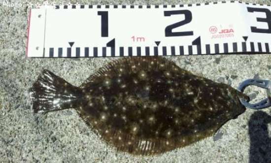 �����ʥҥ���