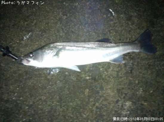 �����Х�