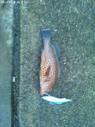 �����ϥ�