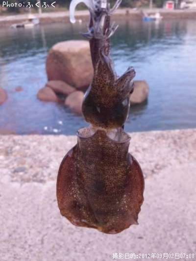 �����ꥤ��