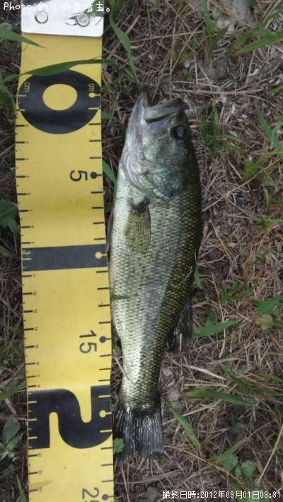 �֥�å��Х�