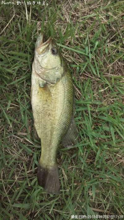 �֥�å��Х�