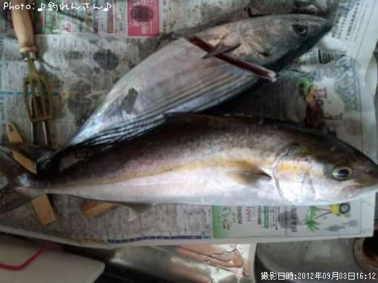 ����ѥ��λҥϥ��ĥ�