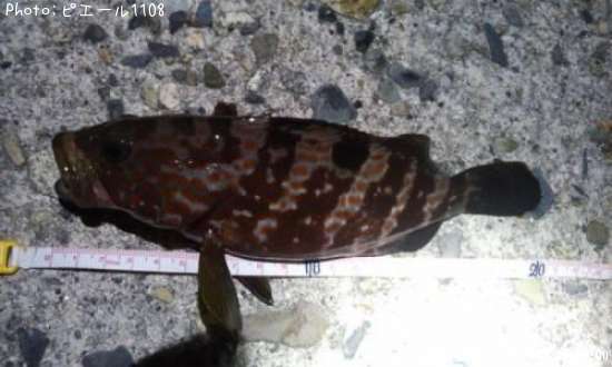 �����ϥ�