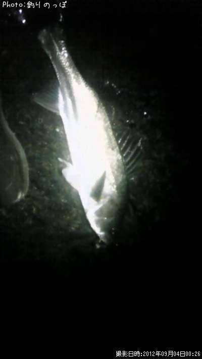 �����Х�