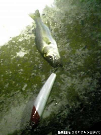 �˥����Х�