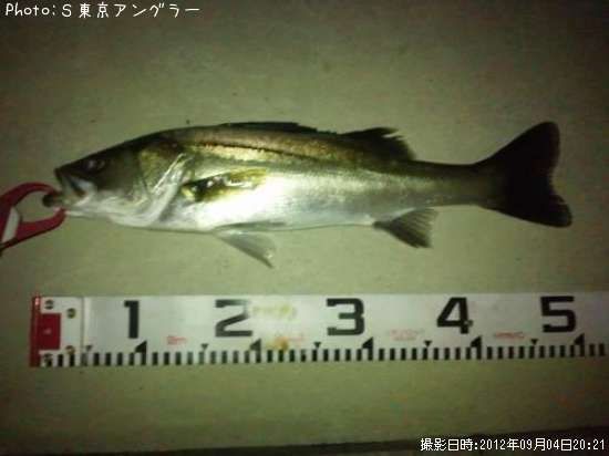 �����Х�